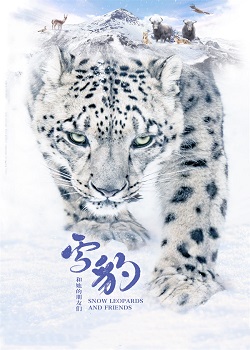 雪豹和她的朋友们