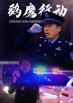 鹞鹰行动