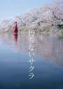 永不腐朽的樱花