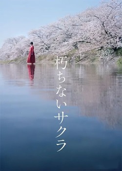 不朽的樱花