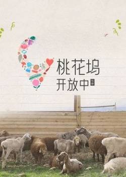 桃花坞开放中第四季